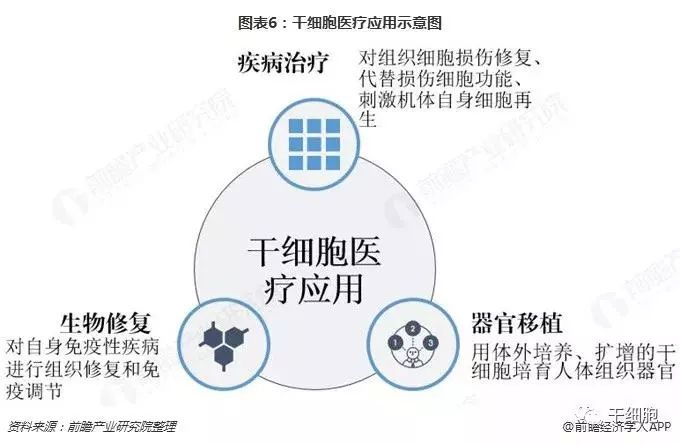 安沂华干细胞最新进展